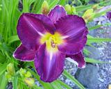 Flower of daylily named Night Moves