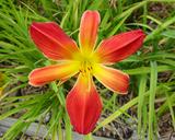 Flower of daylily named Open Hearth