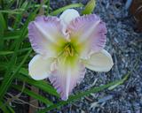 Flower of daylily named Our Diane