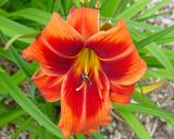 Flower of daylily named Outrageous
