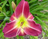 Flower of daylily named Paper Dragon