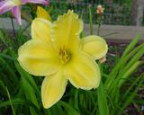 Flower of daylily named Patterned Gold
