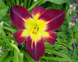 Flower of daylily named Persian Ruby