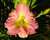 Flower of daylily named Pink Flirt