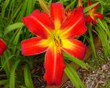 Flower of daylily named Point Of View