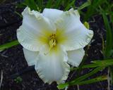 Flower of daylily named Presumed Innocent