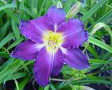 Flower of daylily named Purple Passage