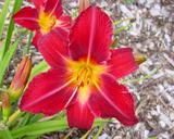 Flower of daylily named Red Volunteer