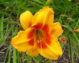 Flower of daylily named Restless Heart