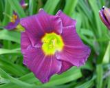 Flower of daylily named Royal Occasion