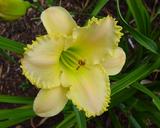 Flower of daylily named Ruffled Pastel Cheers