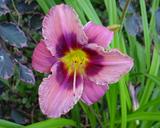 Flower of daylily named Black Eye