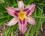 Flower of daylily named Scaramouche