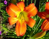 Flower of daylily named Sherwood Cheer