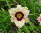 Flower of daylily named Snowy Eyes