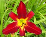 Flower of daylily named Spider Man