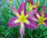 Flower of daylily named Star Of India