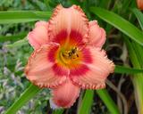 Flower of daylily named Strawberry Candy