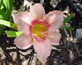Flower of daylily named Strawberry Fields Forever