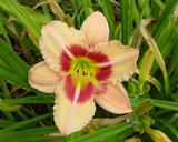 Flower of daylily named Streaker