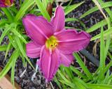 Flower of daylily named Summer Wine
