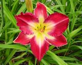 Flower of daylily named Bo Red