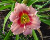 Flower of daylily named Sweet Sugar Candy