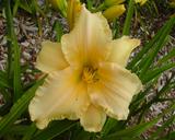 Flower of daylily named Temple Goddess
