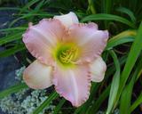 Flower of daylily named Terms Of Endearment