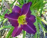 Flower of daylily named Through Dark Waters