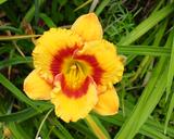 Flower of daylily named Tigerling