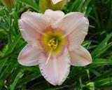 Flower of daylily named Twilight In Tangiers