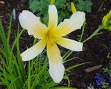 Flower of daylily named Tylwyth Teg