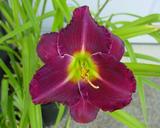Flower of daylily named Utopia Or Oblivian