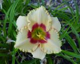 Flower of daylily named Vanilla Candy