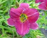 Flower of daylily named Vera Biaglow
