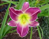 Flower of daylily named Violet Shadows