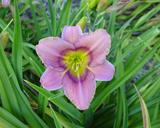Flower of daylily named Water Witch