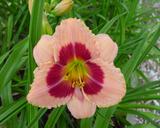 Flower of daylily named Wineberry Candy