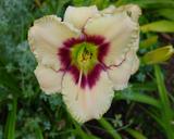 Flower of daylily named Winter Mint Candy