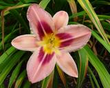 Flower of daylily named Zagora
