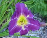 Flower of daylily named African Grape