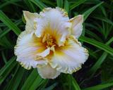 Flower of daylily named Angelus Angel