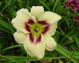 Flower of daylily named Becky Stone