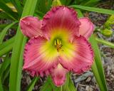 Flower of daylily named Chance Encounter