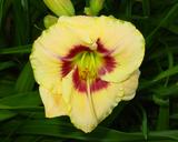 Flower of daylily named Custard Candy