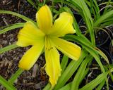 Flower of daylily named Dancing Lions