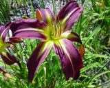 Flower of daylily named Dark Star