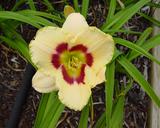 Flower of daylily named Dewberry Candy