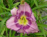 Flower of daylily named Druid's Chant